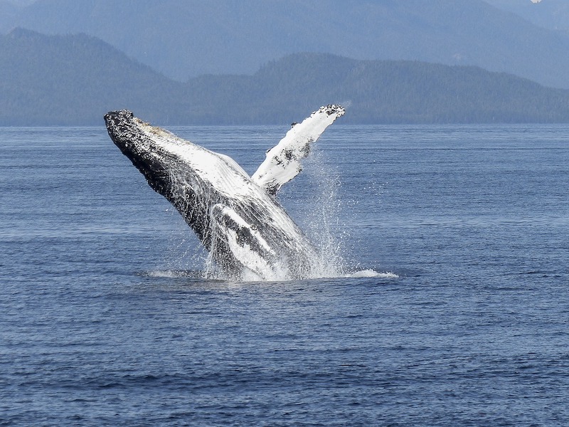 Crociere Cetacei