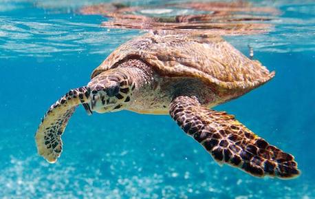 Snorkeling ai Caraibi